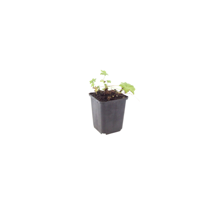 Geranium macrorrhizum 'White Ness' - Ooievaarsbek - ↕10-25cm - Ø9cm - 24x