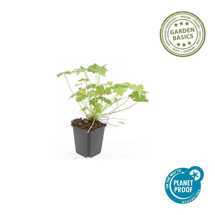 Geranium 'Tiny Monster' - ↕10-25cm - Ø9cm - 60x
