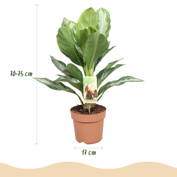 Aglaonema Silver Bay - Zilverblad - ↕70-75cm - Ø17cm - 2x