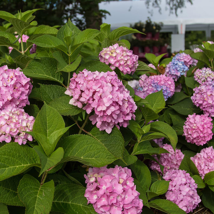 Hydrangea Endles Summer The Original Pink - Hortensia - Roze - ↕20-25cm - Ø14cm - 8x