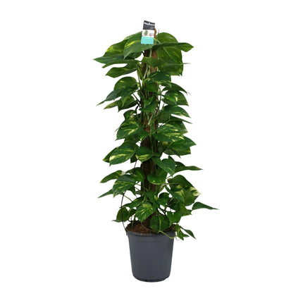 Scindapsus - Epipremnum - ↕120cm - Ø24cm