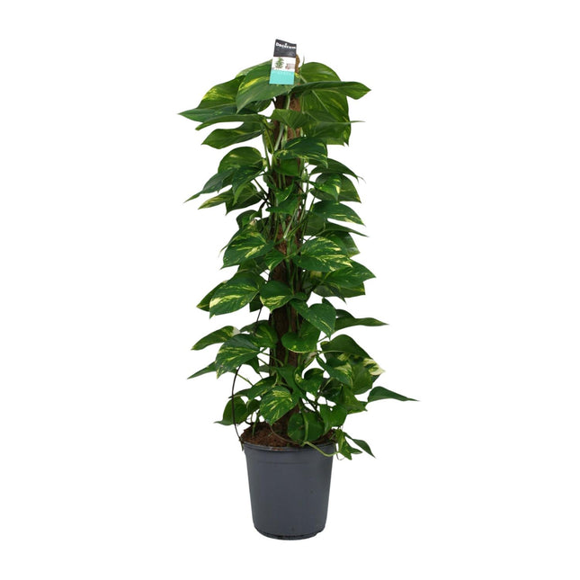 Scindapsus - Epipremnum - ↕120cm - Ø24cm