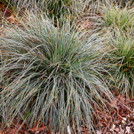Carex oshimensis Everest - Zegge - Wit en Groen - ↕50cm - Ø17cm - 2x