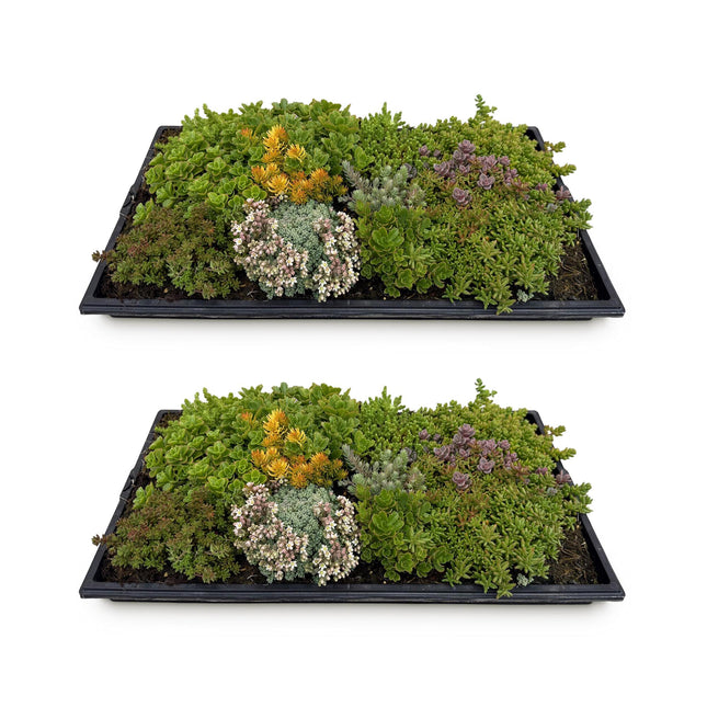 Tapete de sedum - Consta de 10 variedades - x2 - Largo 50 Ancho 30