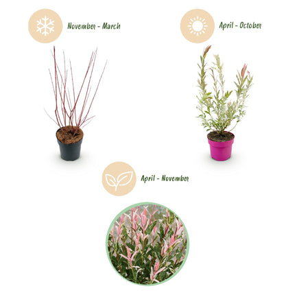 Salix Flamingo - Flamingo Wilg struik - Ø17cm - ↕40-50cm - 2x