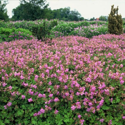 Geranium cantabrigiense 'Cambridge' - Ooievaarsbek - ↕10-25cm - Ø9cm - 48x