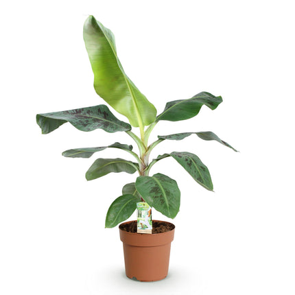Musa acuminata Dwarf Cavendish - Banana plant - ↕70-75cm - Ø21cm