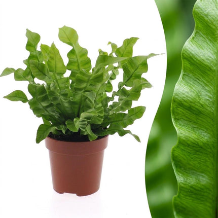 Asplenium Crispy Wave - Asplenium Crispy Wave - Pot 12cm - Hoogte - 30cm