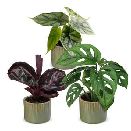 Baby Planten Jungle Mix - Diversen 3x - Tropisch - incl. Linnea Olive - Ø6cm - ↕10-15cm