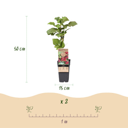 Rubus Thornless Loganberry - Blackberry - Hardy - Red Fruit - 2 Plants - 15cm Pot - Height 50cm