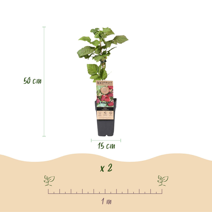 Rubus Thornless Loganberry - Braamboos - Rode Vrucht - ↕50cm - Ø15cm - 2x