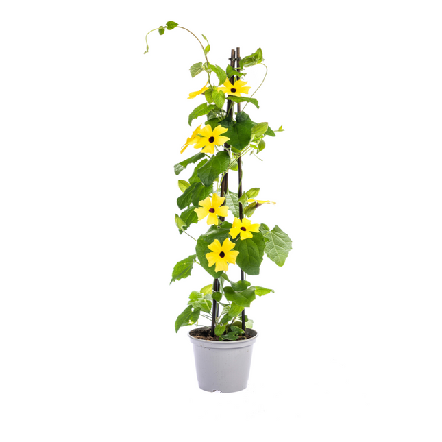 Suzanne der schönen Augen – Thunbergia alata Sunny Susy Yellow – ↕60 cm – Ø13 cm – 4x