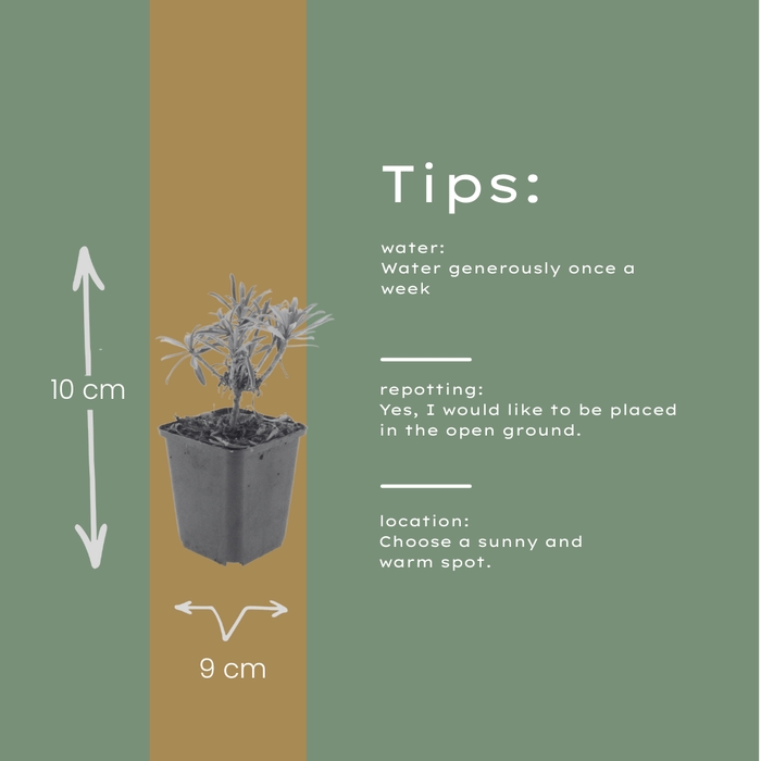 6x Erysimum 'Bowles' Mauve' - ↕10-25cm - Ø9cm