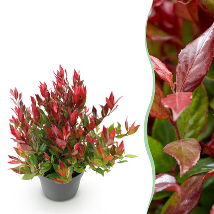 Leucothoe Little Flame - Rood - 1 Plant - Groenblijvend - Weinig Onderhoud - Pot 17cm Hoogte 40cm