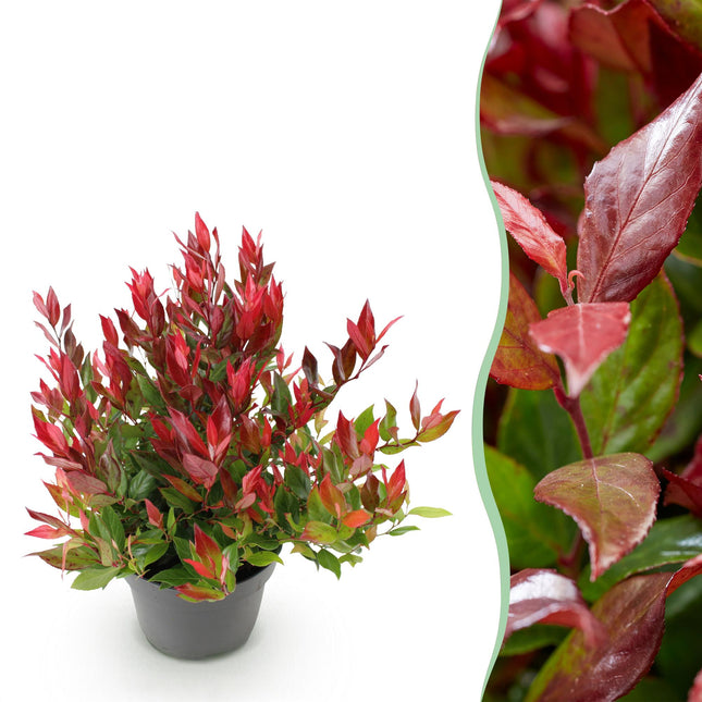 Leucothoe Little Flame - Rouge - 1 plante - Persistant - Peu d'entretien - Pot de 17 cm - Hauteur 40 cm