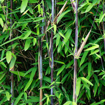 Fargesia nitida Black Dragon - Niet Woekerende Bamboe - ↕80cm - Ø23cm