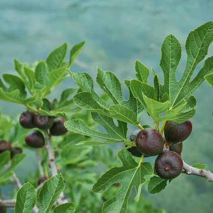 Ficus carica 'Brown Turkey' - Auf dem Stamm pflanzen - Terrassenpflanze - ↕90 cm - Ø19 cm