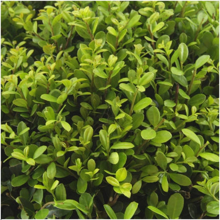 Ilex crenata 'Jenny' - ↕15cm - Ø7cm - 24x