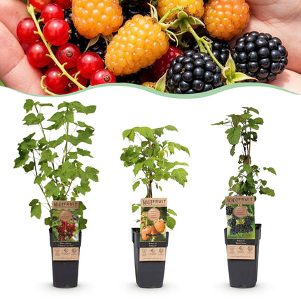 Mezcla de Ribes-Rubes - Tricolor - Resistente - Grosella roja - Mora - Frambuesa amarilla - 3 plantas - Maceta de 15 cm - Altura 50 cm