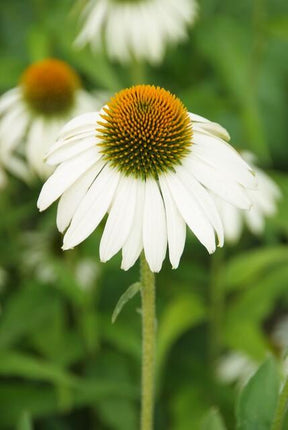 Echinacea Purpurea 'White Swan' - Zonnehoed - ↕10-25cm - Ø9cm - 24x