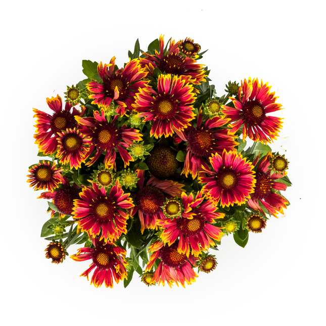 Gaillardia Aristata - Cockade flower - ↕40-50cm - Ø19cm