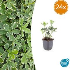 Collection image for: Pachysandra (Pachysandra)