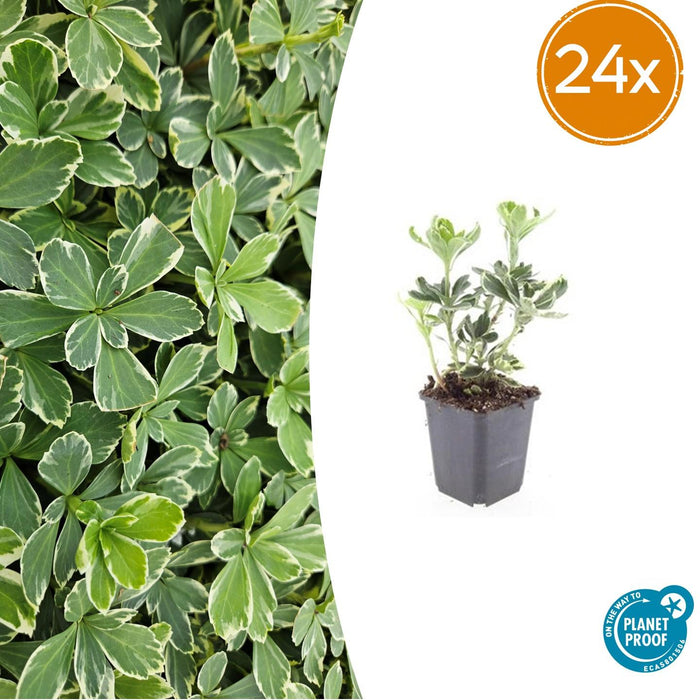 Pachysandra term. 'Variegata' - ↕10-25cm - Ø9cm - 24x