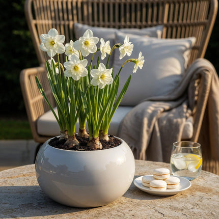 Bulbes de fleurs - Narcisses à collerette - Blanc - 15 bulbes - Calibre 10/12 - Paquet XXL