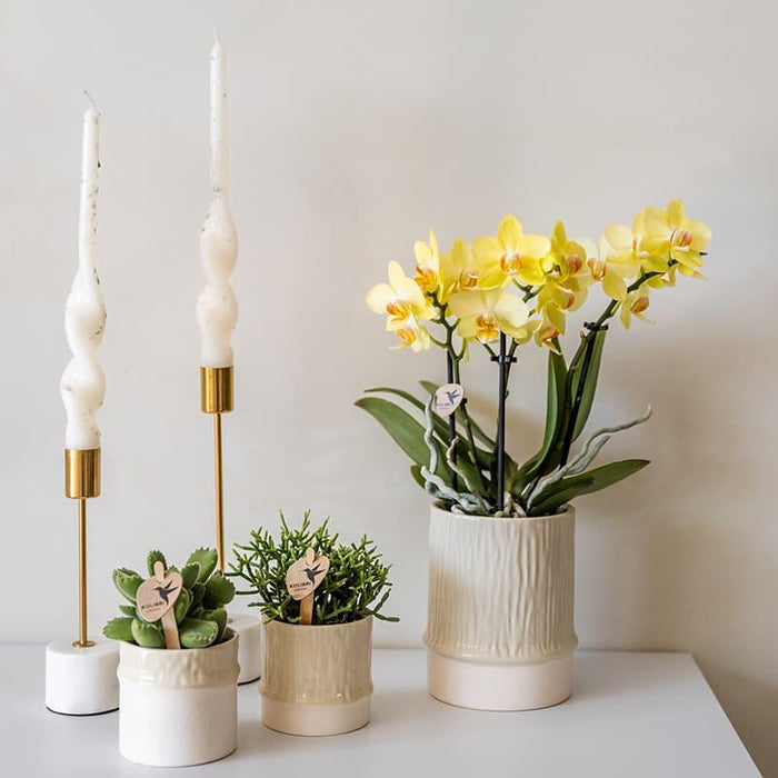 Kolibri Home | Bamboo sierpot - Travertine - Ø9cm