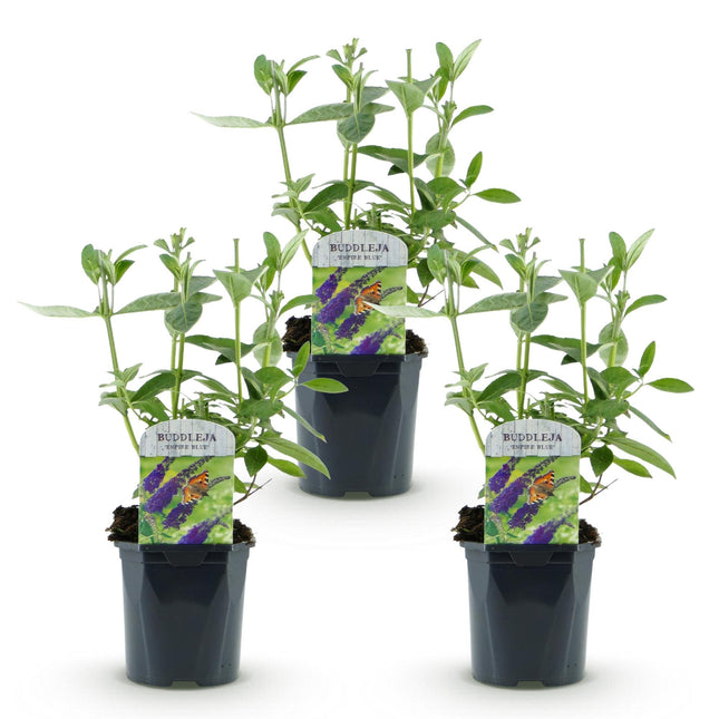 Buddleja davidii Empire Blue - Butterfly Bush - Blue - ↕45cm - Ø17cm - 3x