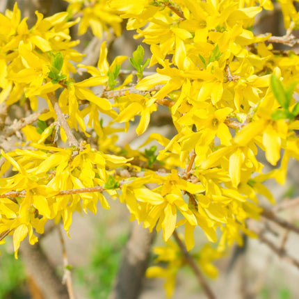 Forsythia intermedia Goldrauch - Chinese Bellflower - Yellow Flower - ↕45cm - Ø17cm