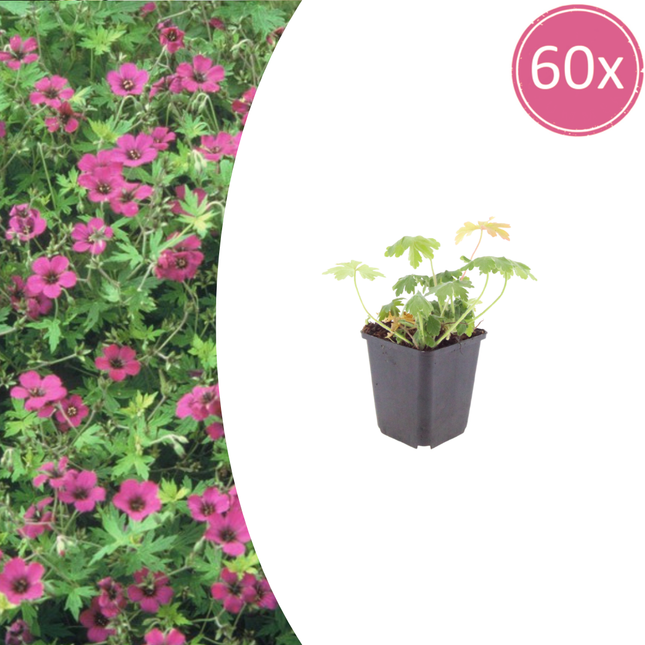 Geranium macrorrhizum 'Bevan's Variety' - Geranio - ↕10-25cm - Ø9cm - 60x