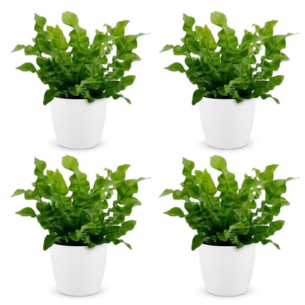 Asplenium Crispy Wave - met witte pot - ↕30cm - Ø12cm - 4x