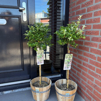 Euonymus fortunei Harlekin - Plante på stilk - Terrasseplante - ↕90cm - Ø19cm