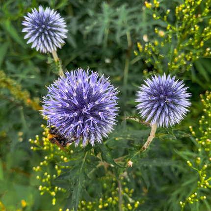 Kugletidsel - Echinops ritro - ↕10-25cm - Ø9cm - 12x