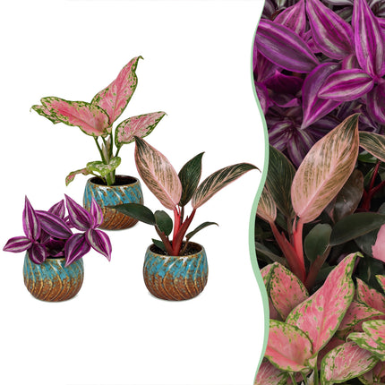 Baby Planten Paradise Mix - Diversen 3x - Tropisch - incl. Copper Reef - Ø6cm - ↕10-15cm