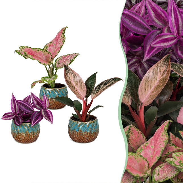 Baby Plant Paradise Mix - Diverse 3x - Tropisk - inkl. Copper Reef - Ø6cm - ↕10-15cm