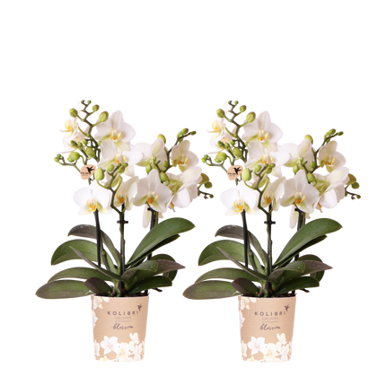 Kolibri Orchids | Combi Deal - 2 Witte Phalaenopsis Orchideeën Blossom Lausanne - Ø9 cm