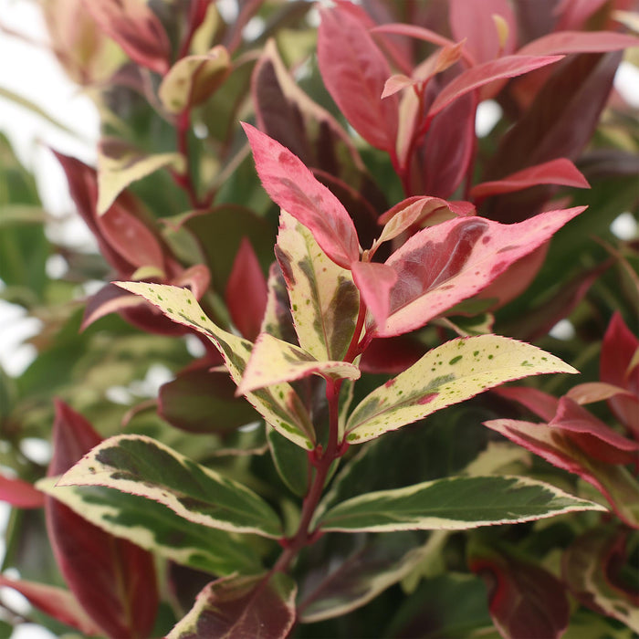 Leucothoe Colour Diamond - Bont - 1 Plant - Groenblijvend - Weinig Onderhoud - Pot 17cm Hoogte 45cm