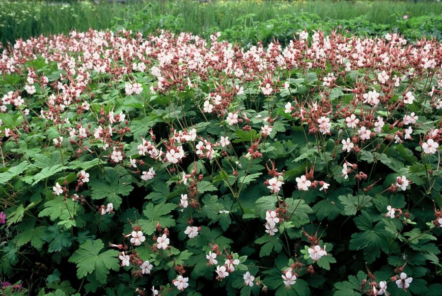 Geranium macrorrhizum 'Spessart' - ↕10-25cm - Ø9cm - 12x