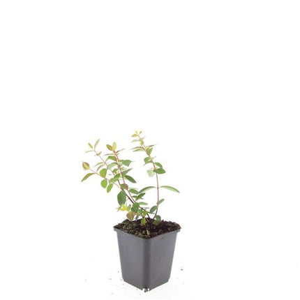 Hypericum dummeri 'Peter Dummer' - ↕10-25cm - Ø9cm - 24x