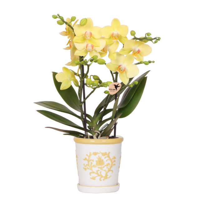 Orchidea gialla Albenga + vaso decorativo Malaga giallo - Ø9cm - pianta da interno fiorita