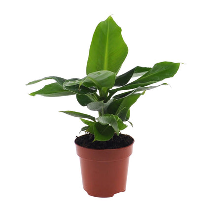 Banana plant - Musa Oriental Dwarf - ↕25cm - Ø12cm