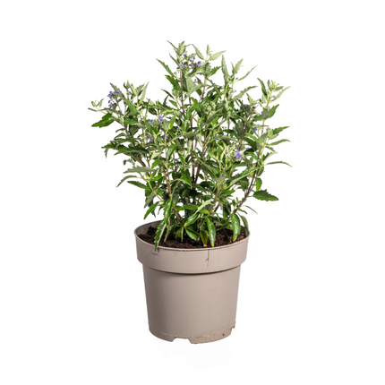 Caryopteris x Clandonensis - ↕40-50cm - Ø19cm