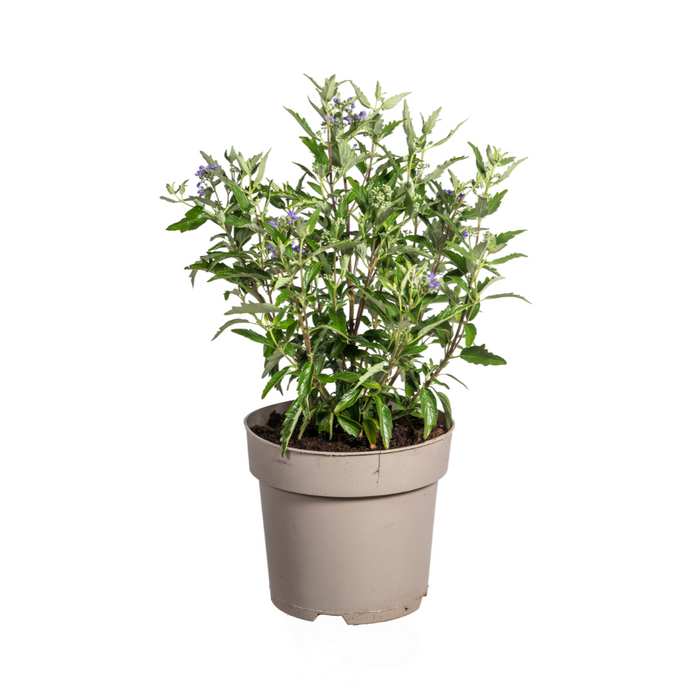 Caryopteris x Clandonensis - ↕40-50cm - Ø19cm