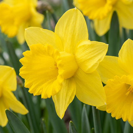 80x Narcissus Yellow - Bloembollen - Gele narcis - Geel - Voorjaarsbloeier - Bolmaat 10/12