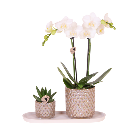 Kolibri Orchids | Gift Set Diamond Pearl Zand - Witte Phalaenopsis Orchidee Mineral Amabilis & Succulent