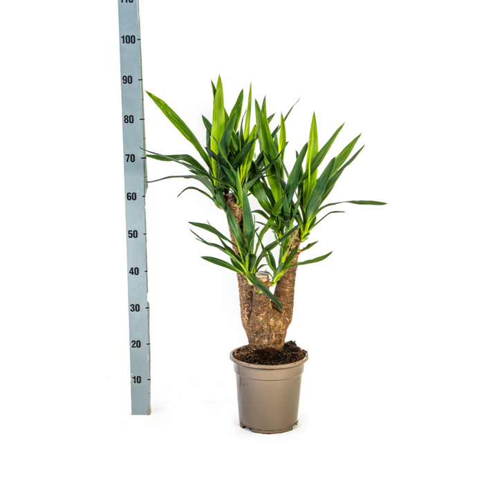 Yucca Elephantipes Vertakt met mand - ↕60-70cm - Ø21cm