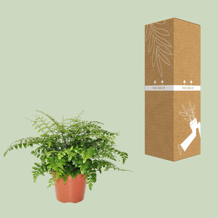 Asplenium Parvati - Nestvaren - ↕30cm - Ø17cm