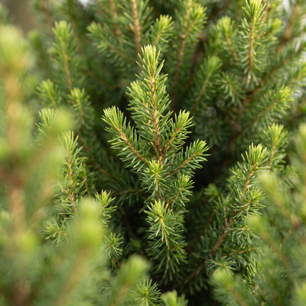 2x Picea glauca Conica - Kegelspar - Groen - Kerstboom - incl. jute zak - Ø19cm - ↕65cm